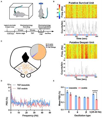 Electrophysiological Characteristics of Dorsal Raphe Nucleus in Tail Suspension Test